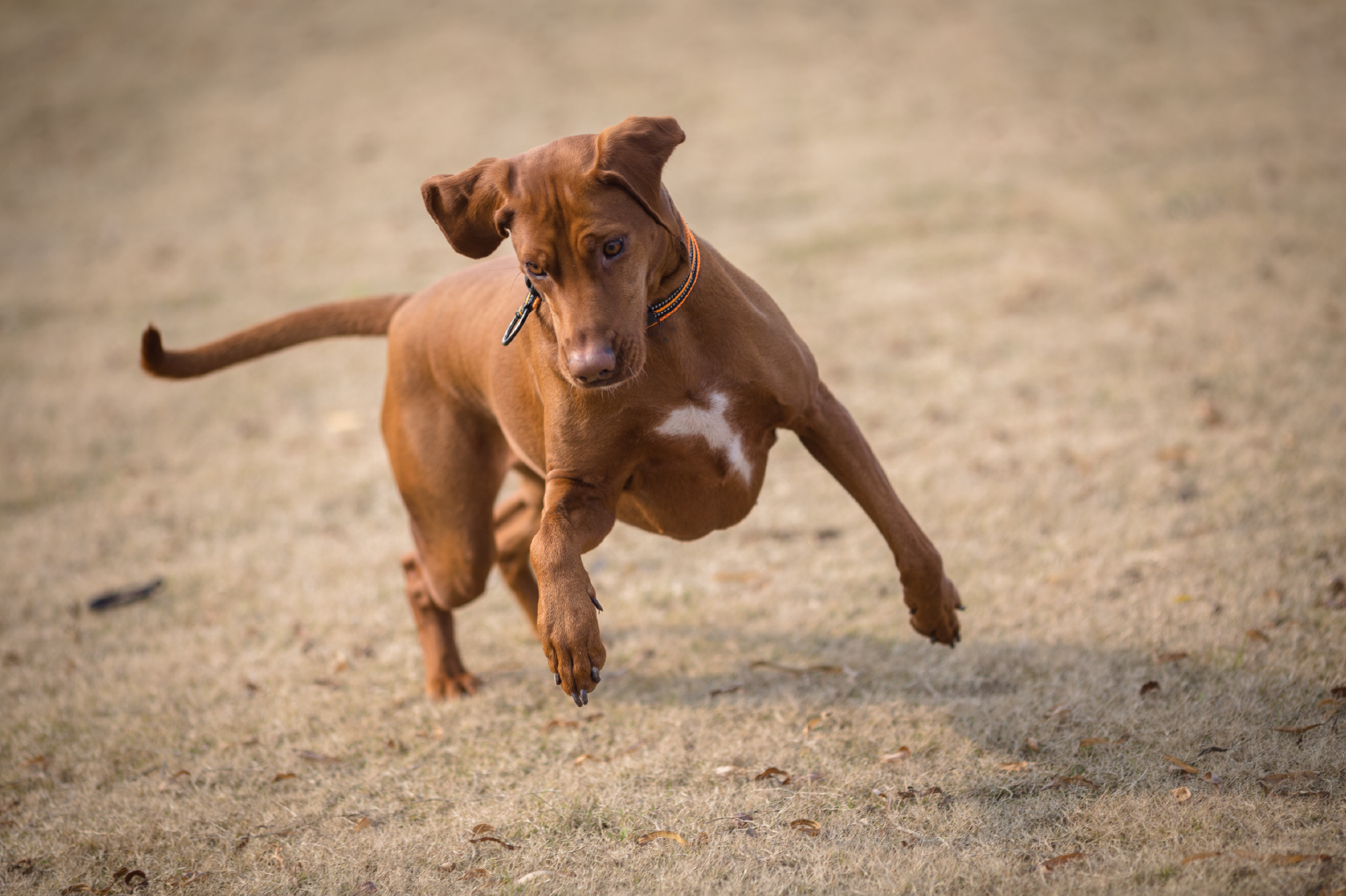 Dog playing