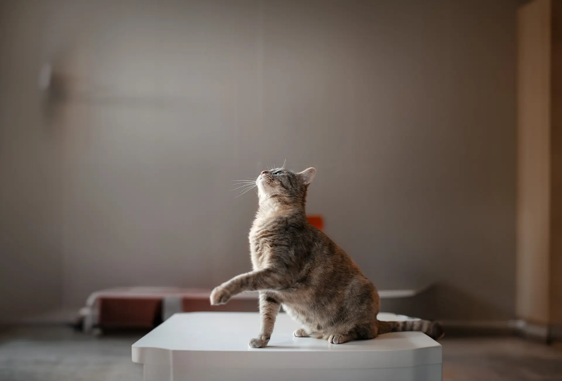 Cat with BioVetSensor implant in the background